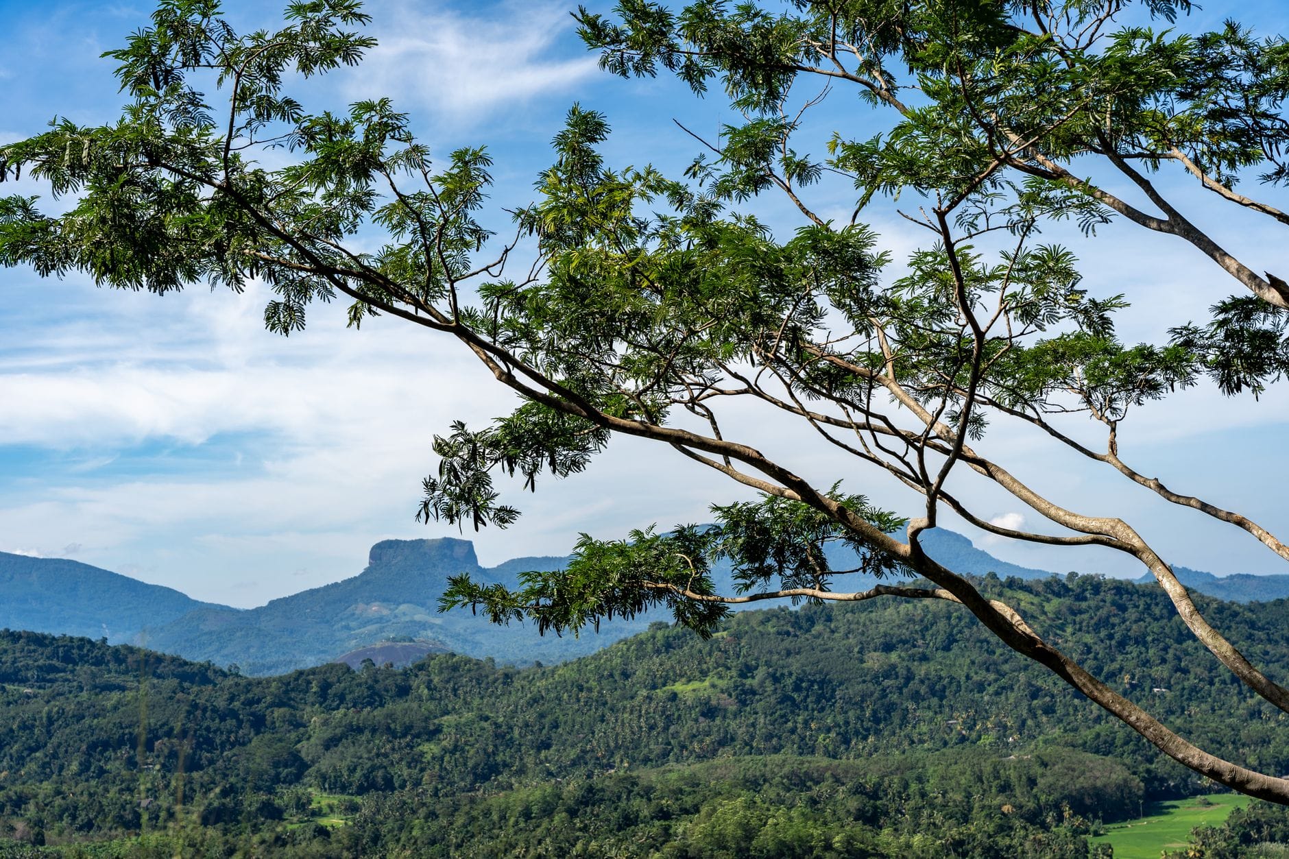 Misty forested peaks of the Knuckles Mountain Range, Sri Lanka