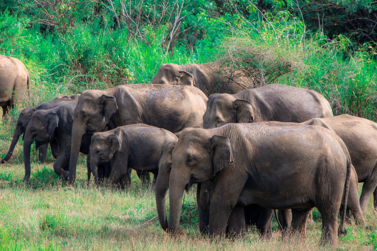 Wildlife